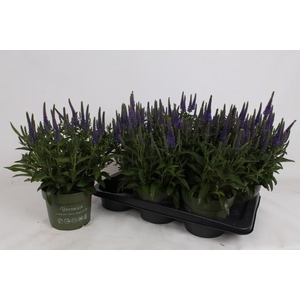 VERO SP ANNIVERS BL