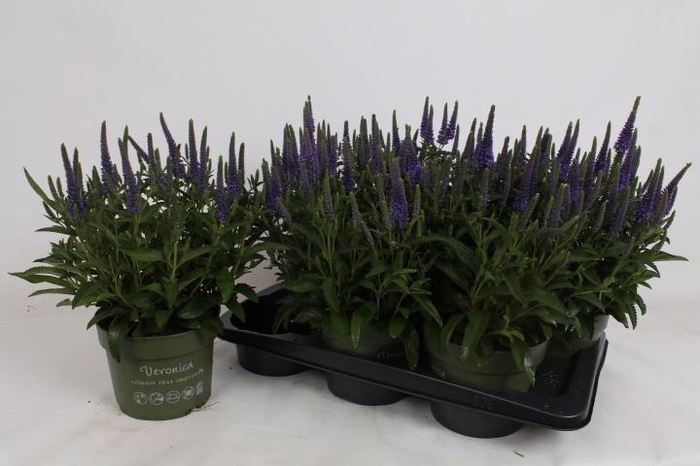 <h4>VERO SP ANNIVERS BL</h4>