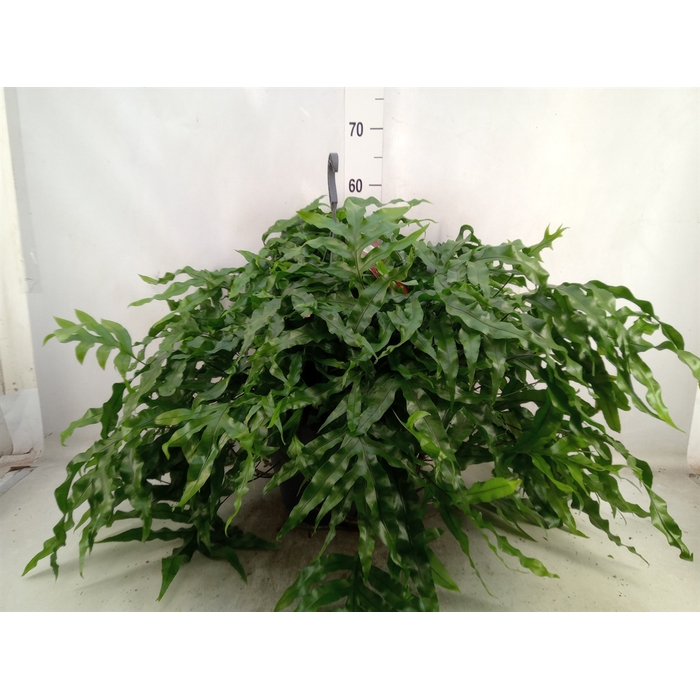 <h4>Microsorum diversifolium</h4>