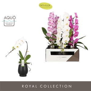 Formidablo 12cm Mix in Abruzzo Black Aquo