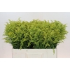 Solidago Tara Gold