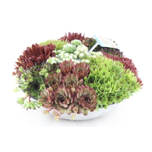 arr4 Semp CR - Zink schaal 29cm