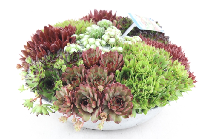 <h4>arr4 Semp CR - Zink schaal 29cm</h4>