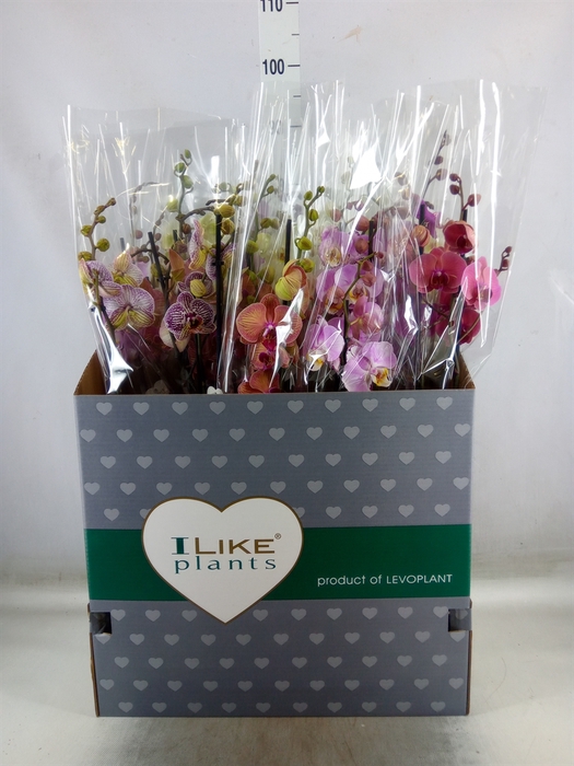 <h4>Phalaenopsis   ...mix</h4>