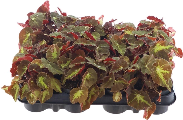 <h4>Beg Rex Montuno</h4>