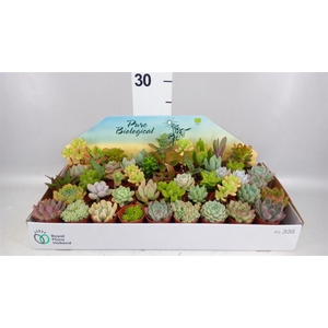 Succulents   ...