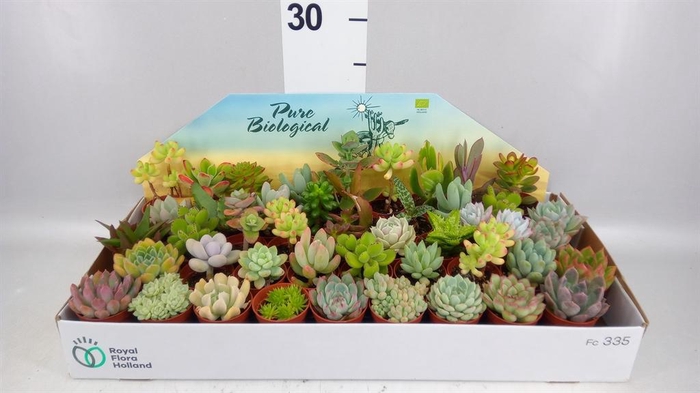 <h4>Succulents   ...</h4>