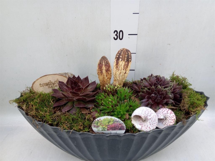<h4>Arr.  Sempervivum L%</h4>