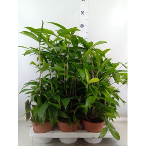 Dracaena surculosa