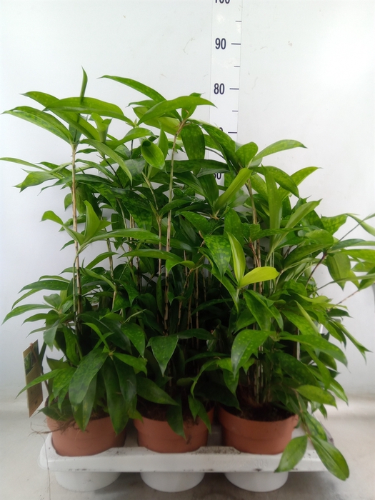<h4>Dracaena surculosa</h4>