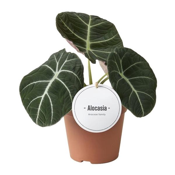 Alocasia 'Black Velvet'