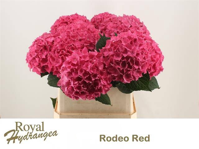 <h4>HYDR M CH RODEO RD</h4>
