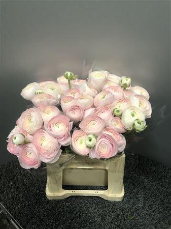 <h4>Ran Suc 1st Hanoi</h4>