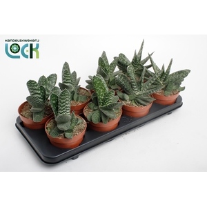 Gasteria Amour