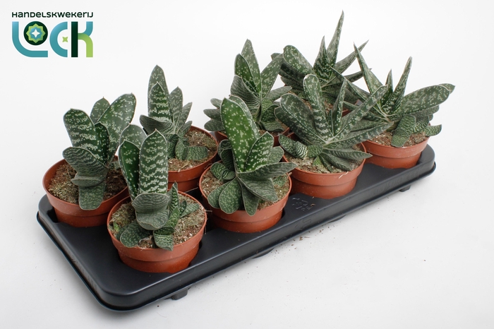 <h4>Gasteria Amour</h4>