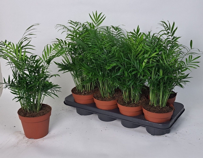 <h4>CHAMAED ELEGANS</h4>