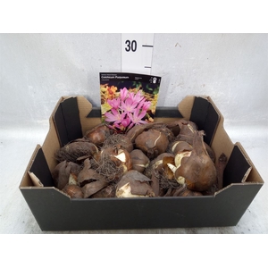 Flowerbulbs, corns or tubers   ...