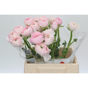 Ranunculus Real Amalfi