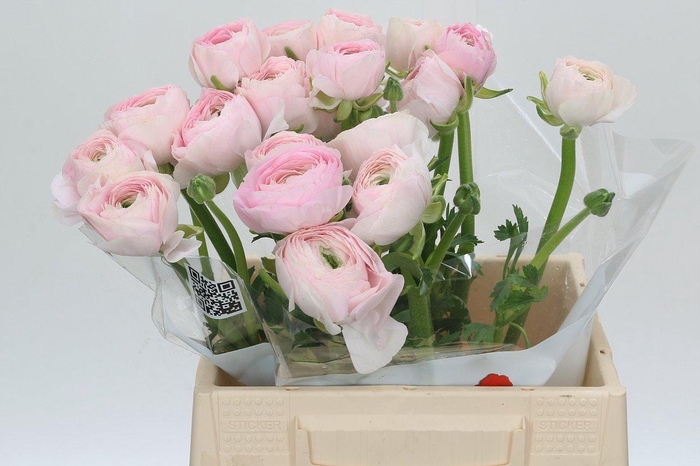 <h4>Ranunculus Real Amalfi</h4>