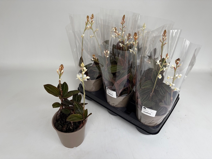 <h4>LUD DISCOLOR</h4>