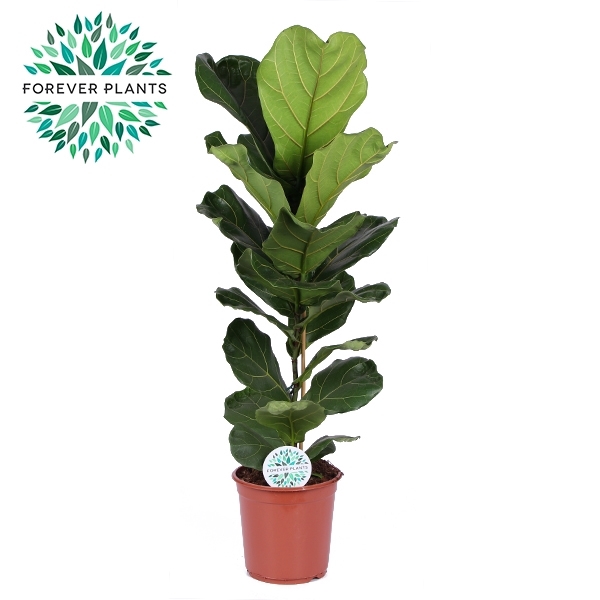 <h4>Ficus Lyrata, 1pp SOLO, p24</h4>