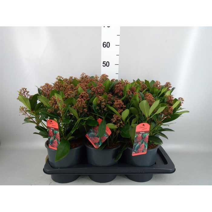 <h4>Skimmia jap. 'Rubella'</h4>
