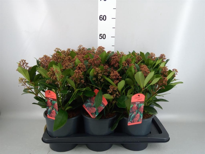 Skimmia jap. 'Rubella'