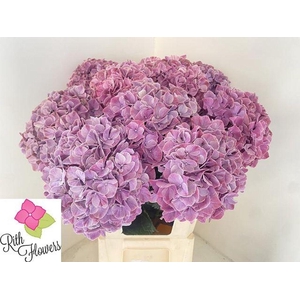 Hydrangea mag sweet ruby