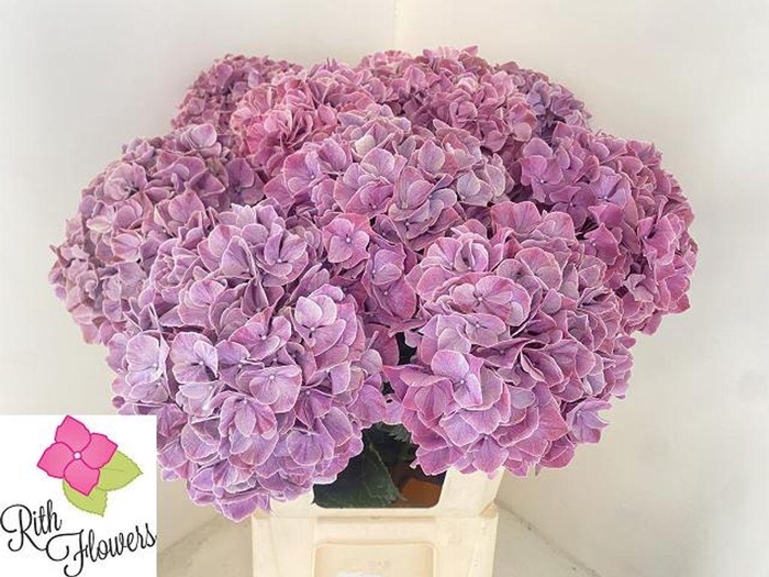 <h4>Hydrangea mag sweet ruby</h4>