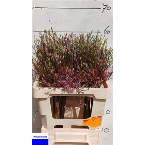 ALLIUM SCHUBERTII