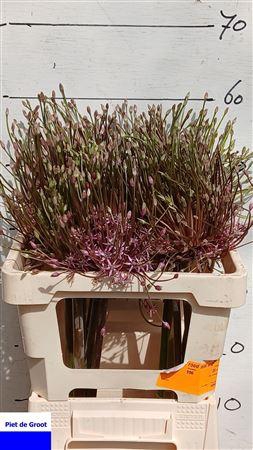 <h4>ALLIUM SCHUBERTII</h4>