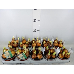 Narcissus DU 'Bridal Crown'