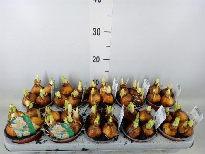 <h4>Narcissus DU 'Bridal Crown'</h4>