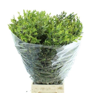 EUC PARVIFOLIA P BS
