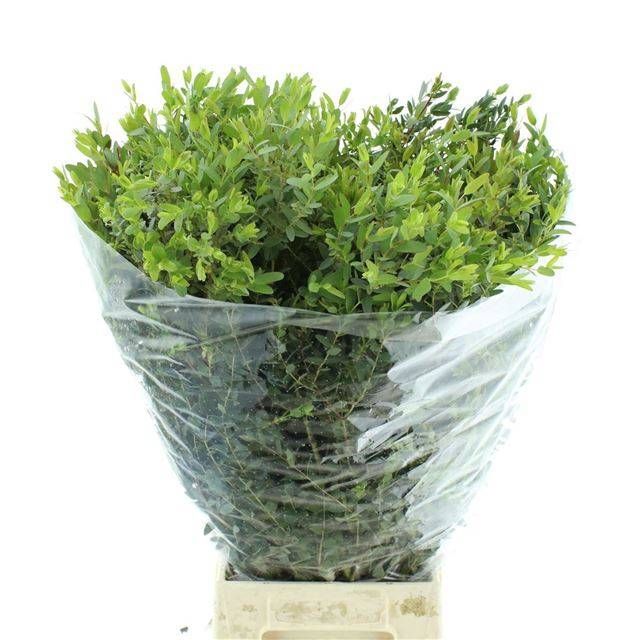 <h4>EUC PARVIFOLIA P BS</h4>