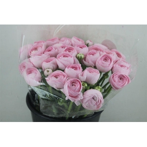 Ran Cloni Sup Lady Hanoi Pink