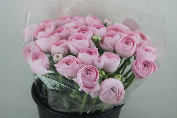 <h4>Ran Cloni Sup Lady Hanoi Pink</h4>