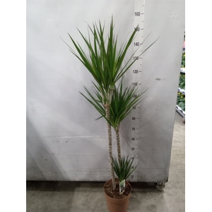 Dracaena marg.