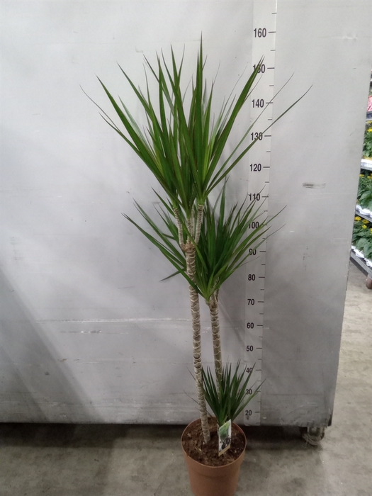 <h4>Dracaena marg.</h4>