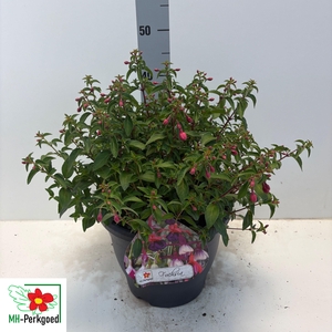 FUCHSIA TOM THUMB