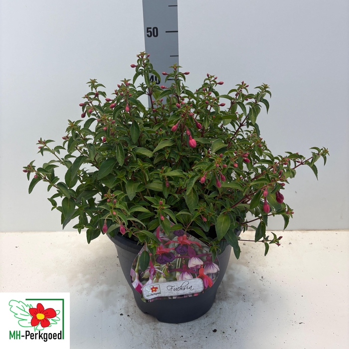 <h4>FUCHSIA TOM THUMB</h4>