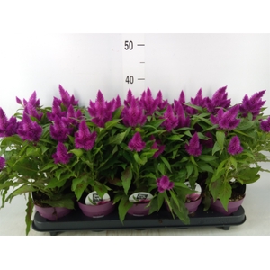 Celosia spic. 'Deep Purple'