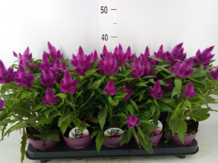 <h4>Celosia spic. 'Deep Purple'</h4>