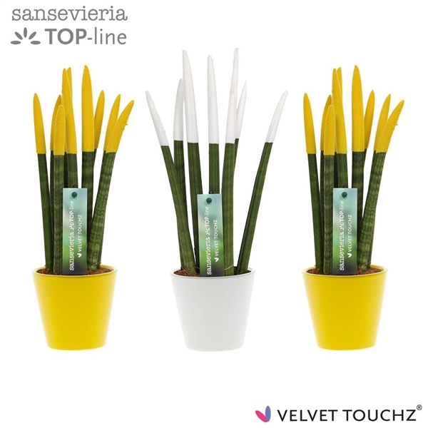 <h4>Sansevieria VELVET TOUCHZ® Classic Easter mix In keramiek R'dam</h4>