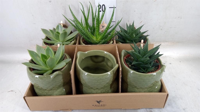 <h4>Succulents   ...mix 3</h4>