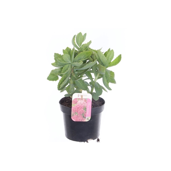 <h4>Sedum Herbstfreude</h4>