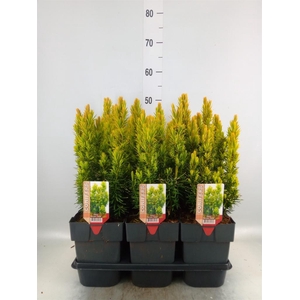 Taxus baccata 'David'