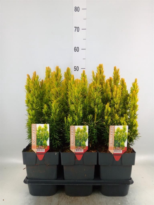 <h4>Taxus baccata 'David'</h4>