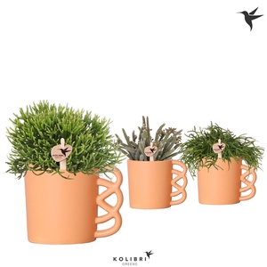 Kolibri Greens Rhipsalis mix in Happy Mug pot coral