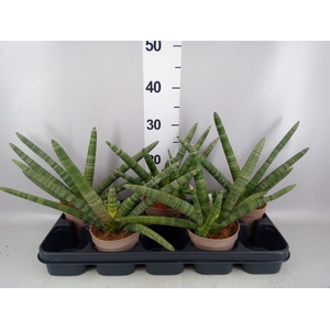Sansevieria cyl. 'Handshake'